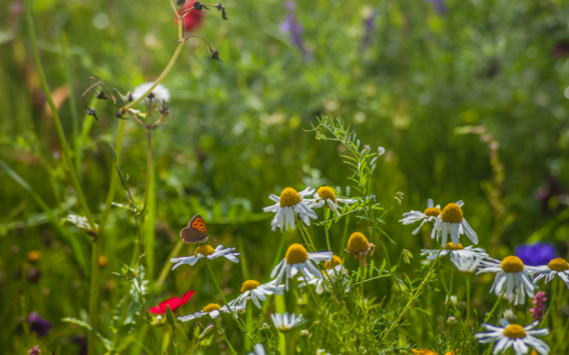 Meadow with wildflowers and a butterfly