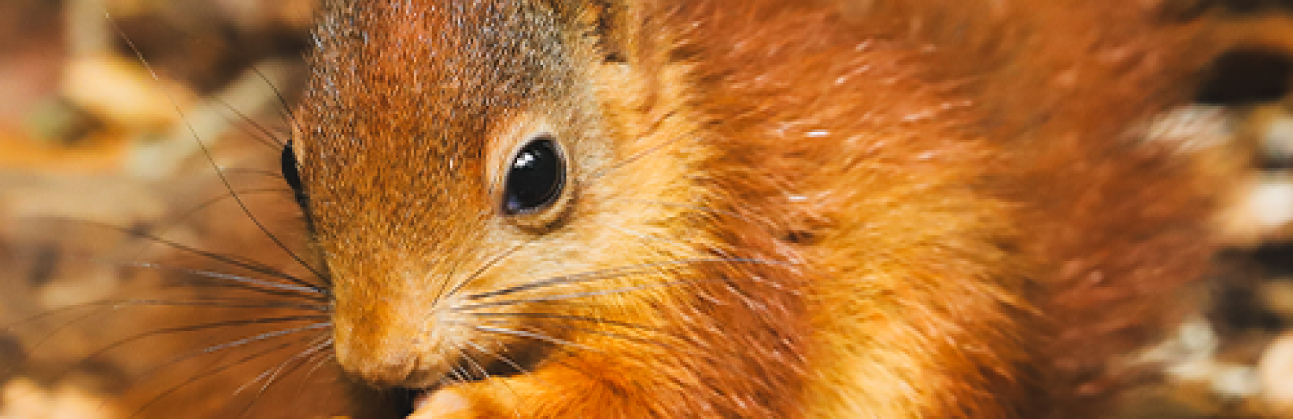 Picture of a red squirrel in woodland