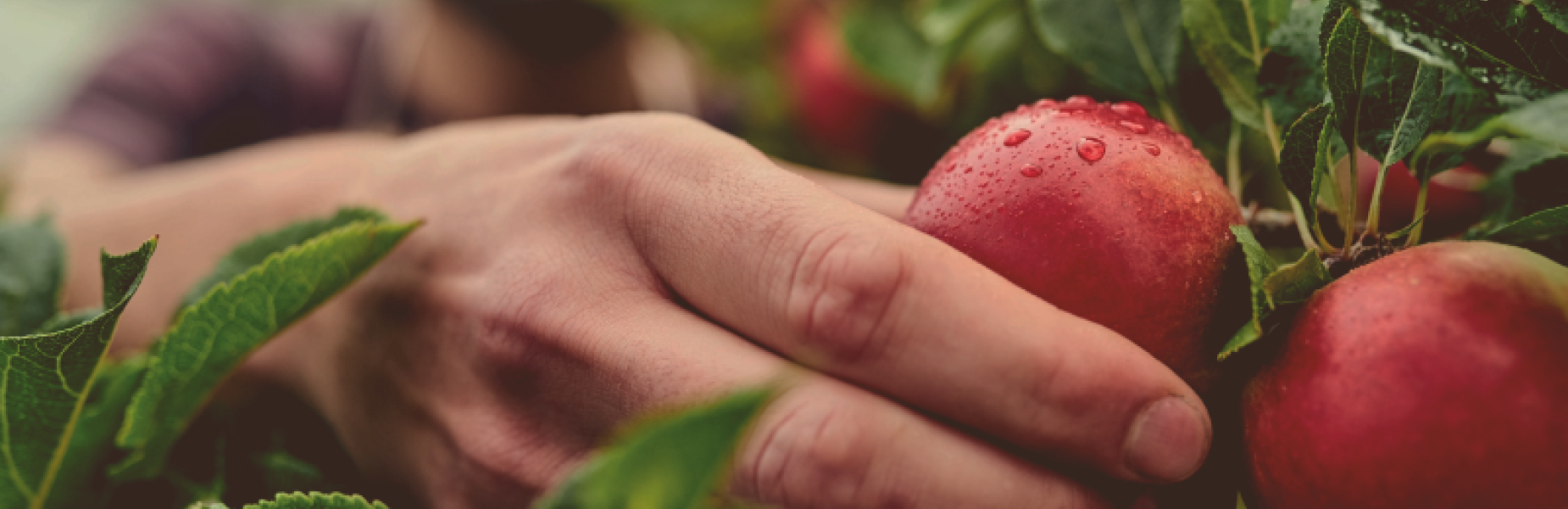 A hand picking an apple from a tree